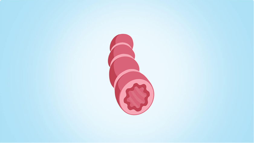 Inflammation and airways logo