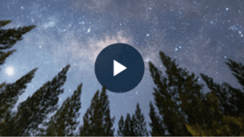 Starry night sky and pine trees