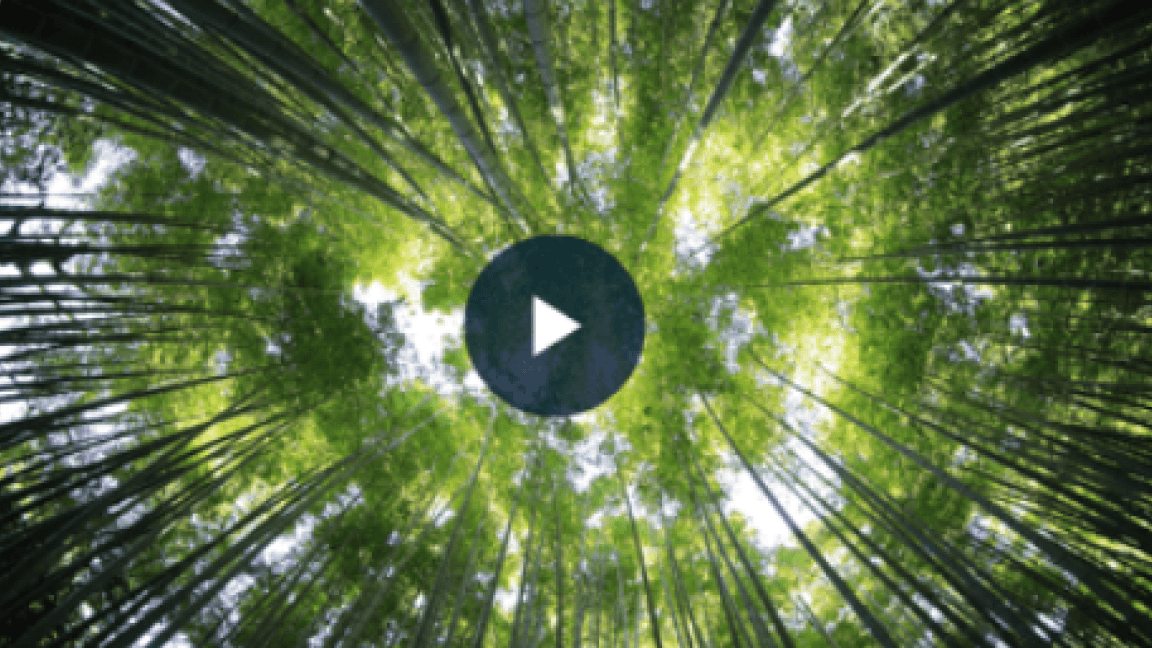 Bamboo forest looking up to the sky